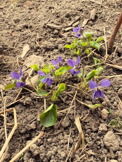Prvé tohtoročné, prvé na Tešmáckom dvore. 

S fialkami mám spojených veľa zážitkov z vinice na Lubihegyi, veľa spomienok.

Dnes sa len teším, keď ich vidím. A z toho, že už na začiatku marca sa dá vyjsť z domu na dvor v pyžame a nezamrznút 🥱cez deň posedieť na lavičke a vypiť káva. 

Dnes nezbieram kvety. Sadím kvety. 

#tesmackydvor #tesmak #sahy #spring #flowers