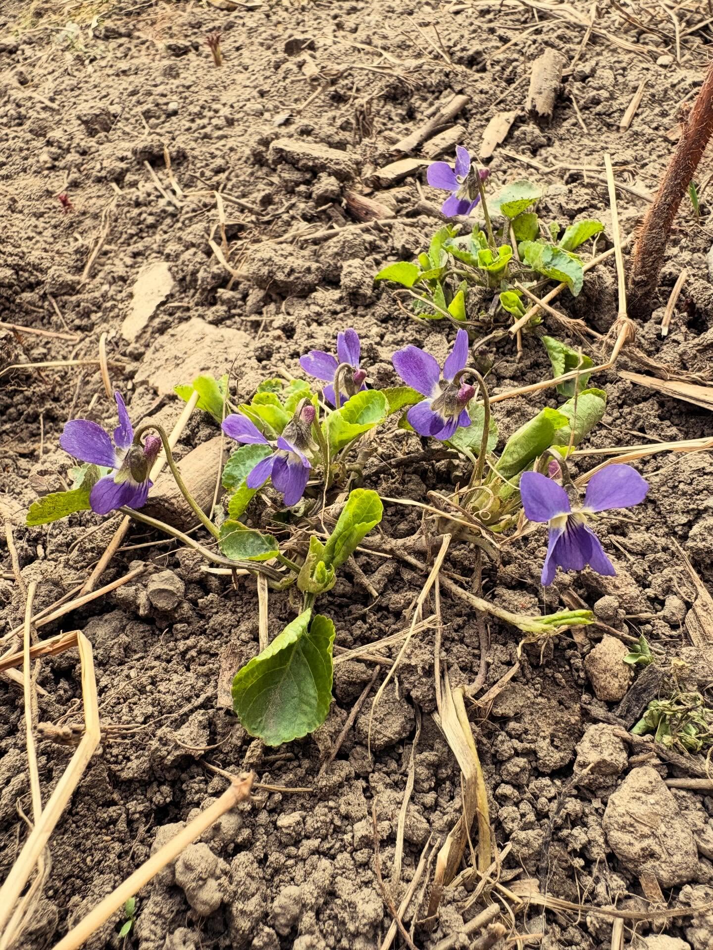 Prvé tohtoročné, prvé na Tešmáckom dvore. 

S fialkami mám spojených veľa zážitkov z vinice na Lubihegyi, veľa spomienok.

Dnes sa len teším, keď ich vidím. A z toho, že už na začiatku marca sa dá vyjsť z domu na dvor v pyžame a nezamrznút 🥱cez deň posedieť na lavičke a vypiť káva. 

Dnes nezbieram kvety. Sadím kvety. 

#tesmackydvor #tesmak #sahy #spring #flowers