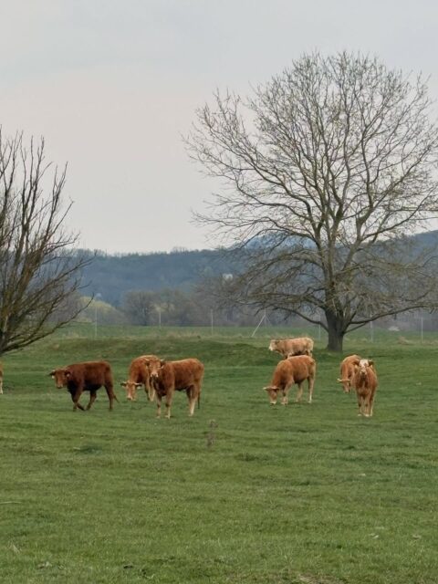Sme späť. Kravy na paši, my doma. 

Na chvíľu.

Piatok podvečer, pod mrakom.

Čaj, mačky a Kafka. 

Mentálny unload pred energickým víkendom. 

Teší sa na mňa práčka, vysávač a nový mop. Kreslo zahádzané oblečením ako v každej poriadnej domácnosti. Skriňa plná šanónov so spismi už dávno volá po dôkladnom vytriedení. A učebnice, ktoré treba prestať čítať a zase sa seriózne drviť.

Posledný víkend v Klube 40. 

Aké všedné. Plánujem poriadne si to užiť vo svojom tempe a kľude. #vďačná