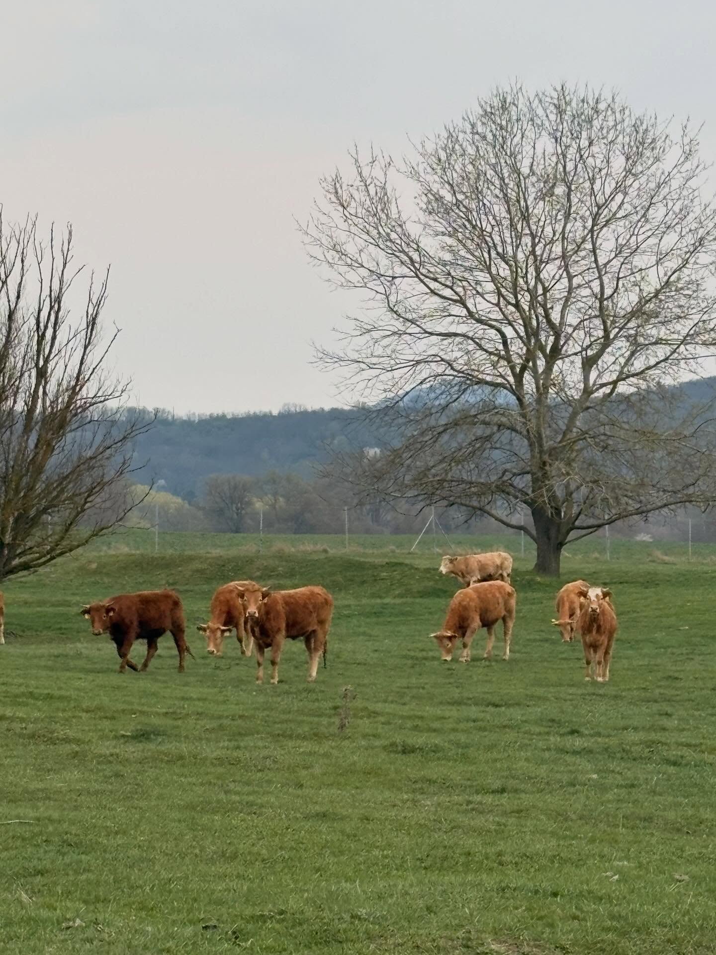Sme späť. Kravy na paši, my doma. 

Na chvíľu.

Piatok podvečer, pod mrakom.

Čaj, mačky a Kafka. 

Mentálny unload pred energickým víkendom. 

Teší sa na mňa práčka, vysávač a nový mop. Kreslo zahádzané oblečením ako v každej poriadnej domácnosti. Skriňa plná šanónov so spismi už dávno volá po dôkladnom vytriedení. A učebnice, ktoré treba prestať čítať a zase sa seriózne drviť.

Posledný víkend v Klube 40. 

Aké všedné. Plánujem poriadne si to užiť vo svojom tempe a kľude. #vďačná