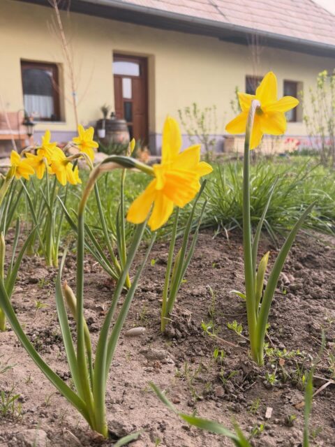 O čom sa nedá hovoriť, o tom treba mlčať.

Wittgenstein
.
.
.
.
.

#tesmackydvor #philosophy #daily #garden #spring