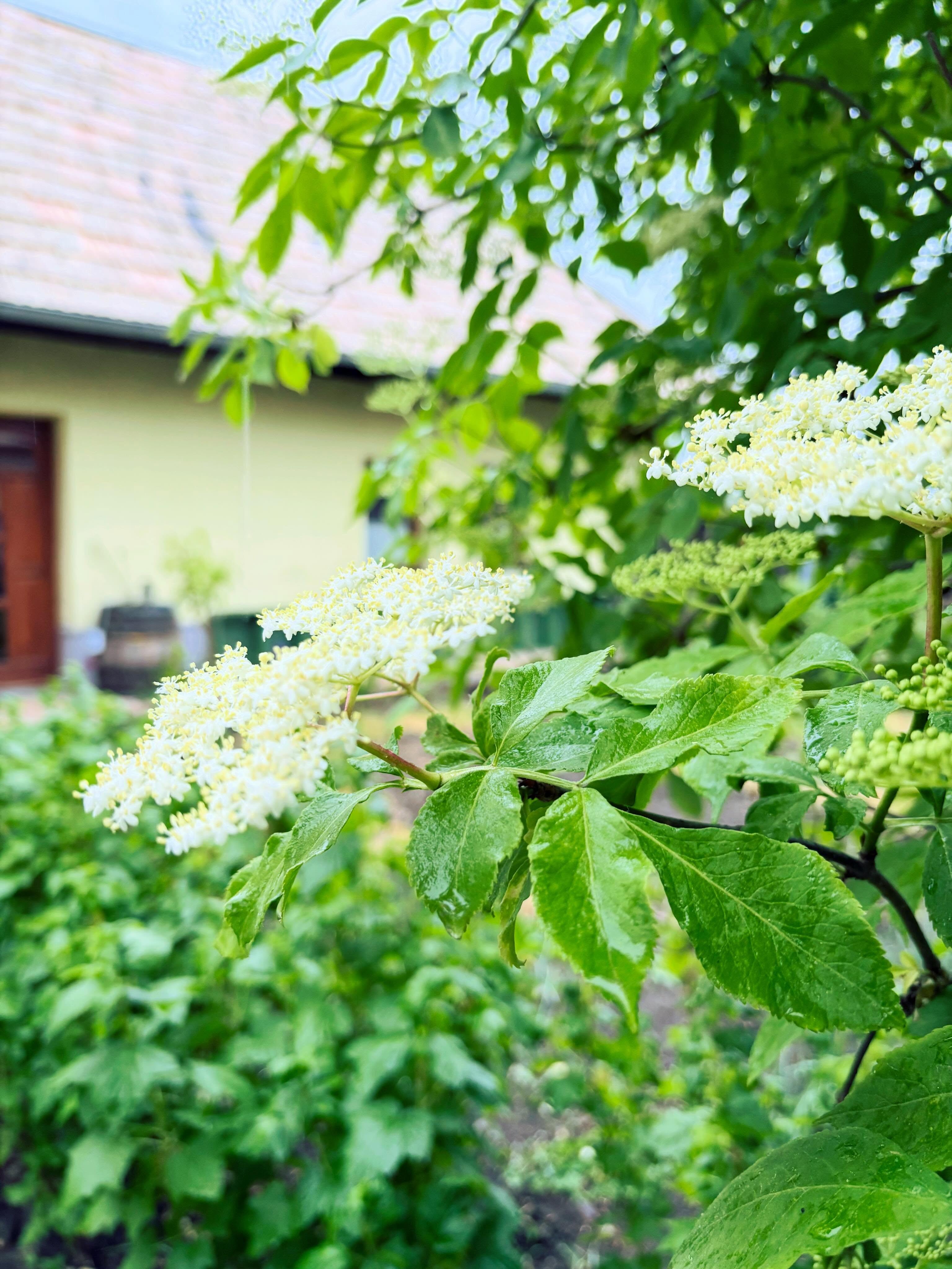 Stojím pod bazou. Nazbierať alebo nie? Nechce sa mi, bazový čaj mi nechutí.
Je to skôr povinná jazda. Lebo je to správne. Poctivé. Domáce. A funguje proti nachladnutiu a pri chrípke.
Na Lubihegyi som zbierala každý rok, sušila, zavárala. Nielen bazu, doslova všetko, nielen pre nás ale pre každého, kto chcel.
Môj sabbatical 💛. Bolo to tak nové! Namiesto zapnutého počítača ker bazy a ruky poprášené peľom z kvetov.
List zo sociálky s informáciou kedy pôjdeme do dôchodku a koľko dostaneme, ma vytrhol zo spomienok, a keď som si ho prečítala, tak na chvíľu aj z rovnováhy.
Ostáva nám približne toľko rokov, koľko uplynulo od kúpy vinice na Lubihegyi.
Však len včera sme prišli. 💫
Hneď po príchode som si “dôchodok” na nečisto vyskúšala naplno.
Sabbatical, vinica, pokoj, príroda.
K tomu sa mám na staré kolená vrátiť?
Viničný dom sme kupovali cielene ako “potenciál na dôchodok”. Dnes vieme, že jeho potenciál spočíva v niečom celkom inom ako v nekonečnom dôchodkovom leňošení v prírode… naša predstava o dôchodku je úplne iná.
A pracujeme na tom, aby sa stala realitou 💛