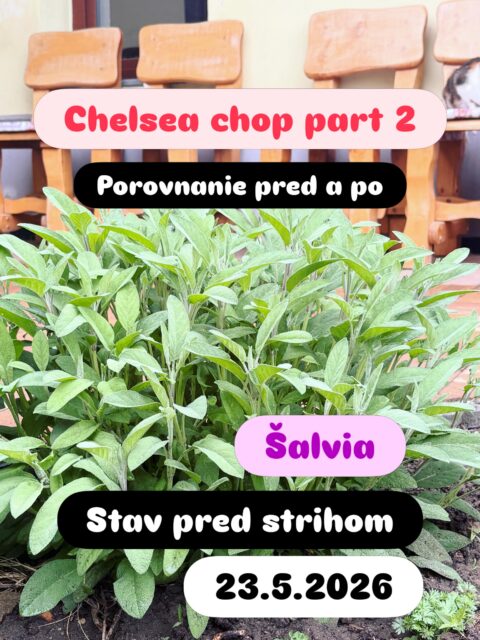 Chlesea chop. Nehodí sa pre všetky rastliny, ale tým, ktoré ho potrebujú, vyložene prospieva. Stačí sa odhodlať a strihať - v mene budúcej nádhery 🥰

#chelseachop #chop #flowers #garden #tryitout