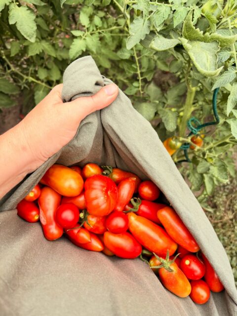 Septembrové zberkanie. Obrovské straty na úrode a dosť zlá kondícia preživích, ale nakoniec, kilo ku kilečku, užívame si lahodnú vôňu a chuť našich San Marzano.
V nedeľu tuším skončia na neapolskej pizze z pece spolu s bazalkou zo záhonu.
Milujem ten pocit, že som to dala a vypestovala jedlo od semienka. S troškou zdravej nasratosti a focusu sa zo mňa nakoniec stane celkom schopná záhradníčka.
#tesmackydvor #garden #zahrada #uroda #paradajky