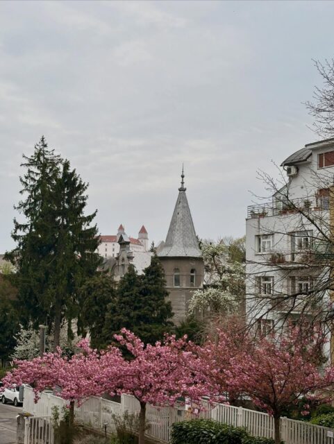 Bolo fajn byť zase v Bratislave. 2 dni na Palisádach priniesli inšpiráciu a pokoj. 

Bolo fajn vrátiť sa do Tešmáku. Penne Arabiatta za pár drobných s domácou paradajkovou omáčkou, prechádzka. 

Asi predsa len aj tento rok vysadíme rajčiny a budeme zavárať. (Aj papriky. A baklažán.)

Občas to chce 10 km, kým sa spamätám a prepnem medzi realitami.

Keď sme odchádzali z Bratislavy, boli sme presvedčení, že smerujeme do pokojnejšieho a zelenšieho života.  Stačí mi chlieb, víno a vinica a bude zen. Netušila som, že sme si kúpili vstupenku do slovenskej verzie Pevnosti Boyard. A nie divácku. Súťažnú : https://www.spozaplota.sk/zen-v-bratislave/

#bratislava #tesmak #nomad #rustic #home