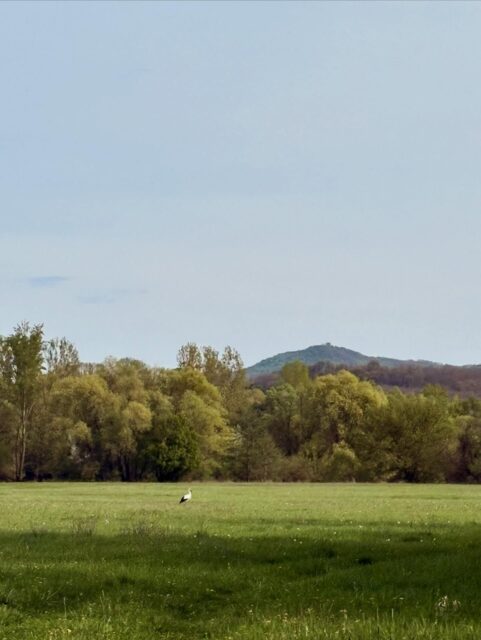 Ďalšia z tých nedeľných prechádzok, na ktorú by sme ani nešli, keby som po obede 🍝 nezjedla čokoládu. 

Pomaličky ťarbavo k Ipľu, na Surdocké lúky. Len zľahka, po rovinke. 🍫

A potom sme sa išli pozrieť, kam vedie odbočka za hlavnou cestou, či nie náhodou do toho lesa na druhej strane cesty. 

Veľké prekvapenie 😂 viedla presne tam! 

A tak sme šli, kam nás nohy niesli. Ako vždy, pri diviačích kúpeľoch (čerstvo vybudované!) som chcela zdupkať, ale nebolo kam, všade naokolo bol les. 

A tak sme išli ďalej, až sme došli na miesto, kde sme objavili ďalšie zo série ohnisiek a posedení v prírode 😊 

Dá sa tam dostať aj jednoduchšie ako sme to urobili my, ale keďže sme nevedeli kam ideme, išli sme riadnou okľukou. 

Cestou domov sme si sľúbili, že raz 🤞pôjdeme na výlet už ráno 🌞s proviantom a plánom 🗺️ A tiež, že také ohnisko a posedenie vybudujeme sj v našom lese  vedľa vinice🔥

Len tak sa túlať lesmi po neznámych cestičkách je veľmi fajn 😊

#tesmackydvor #countryside #nature #walk #freestyle