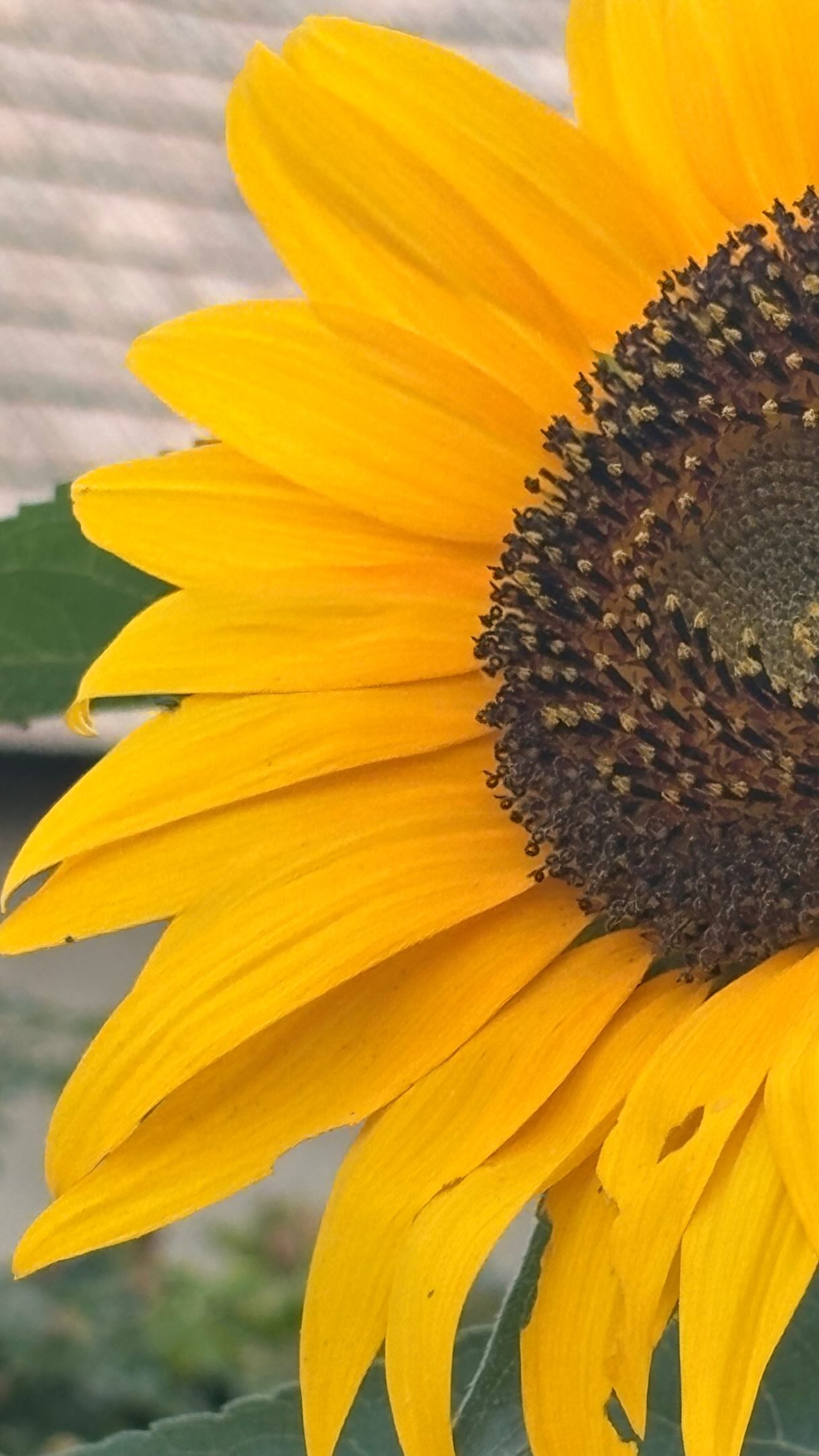 Celý dvor je v pohybe 🐝 včielky zberajú med, objavil sa aj lišaj marinkový a lastovičky? Tých sú nad dvorom stovky! Už od pondelka majú snemy, elektrické káble sa hojdajú pod náporom keď vzlietnú všetky naraz. Uprostred najväčších horúčav pripomínajú, že leto končí a o pár dní odletia. V tom ako prelietavajú v skupinkách ponad dvor je čosi dojímavé, akoby sa lúčili.
