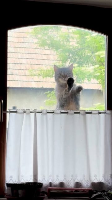 Murči a jej hobby. Ostatné naše mačky sa oprú o rám a na krajíčku okna alebo sediac na parapete trpezlivo čakajú. Táto nie. Darmo je okno vedľa otvorené 🤷♀️
Aj tak musím aspoň raz za hodinu vstať a ponaťahovať kosti.
V práci samé pikošky, napríklad nové usmernenie úradu o newsletteroch a osobných údajoch. Dám do storky.
Do záhrady som sa dnes dostala až večer. Plieť s baterkou v ruke má svoje čaro 🔦🫡
#worklife #balance #mačky #cats #homeoffice