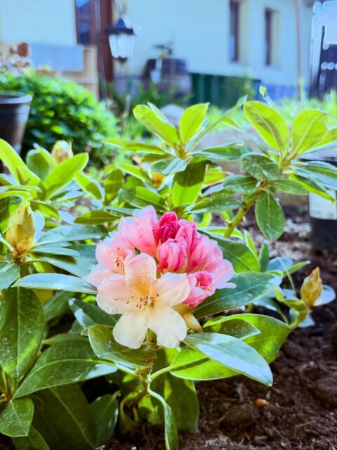 Je v tom tak trochu dosť peňazi, ale investícia to nie je jasný pane! 😂

Piplem sa túto jar s kvietkami. Sadím a polievam, dokupujem zeminu kto má akú rád, a dúfam, že sa všetci pomestia.

Ruže malé, veľké, pôdokryvné, hortenzie, pivónie, okrasné cesnaky, kosatce. Do zeme sa tešia georgíny, ľalie, frézie, levanduľa. A všelijaké iné peknosti vonku. Snažím sa držať pokope Mediterian bylinky, vidiecku záhradu, Provence. Ďalšie peknosti v kvetináčoch doma. 

Keď to všetko rozkvitne, bude to nádhera. 

Ak ma medzičasom z toho neporazí. Lebo popravde, behanie okolo toľkých budúcich 🤞kvetov je fakticky full time job! Bude trvať kým si zvyknem 😮‍💨 jeden chce vody veľa, ďalší málo, jeden chce svetlo, ďalší tiež ale nie poobede 🤦‍♀️

Ale!

Dnes som dosiahla míľnik.

Rododendron rozkvitol! 🥳🎈🎉

Akože mne! 

Je to riadny pokrok - od tulipánov a narcisov k rododendronu. Ak mi rozvitnú aj hortenzie, dám si to do životopisu 👌

A Tešmácky dvor bude ešte krajší ako je 🌞

#tesmackydvor #garden #flowers #home #vďačná ❤️